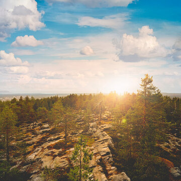 Golden-hour sunlight casts a warm glow over a rugged pine forest landscape with rocky terrain. A perfect depiction of Nordic wilderness and untouched natural beauty.