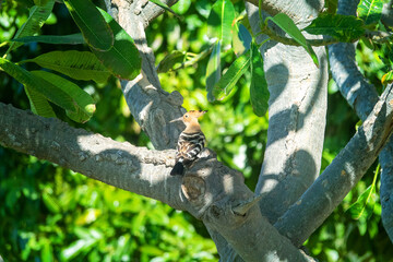 Hoopoe, winter whoop (Upupa epops) on a Plumeria obtusa tree. Summer birds of the savannah. Oman. The Queen of Sheba King Solomon the Messenger © max5128