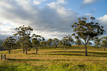 Fototapeta premium gum tree forest growing cows on Lush Green Pasture. Regenerative Sustainable Australian Agriculture, Scenic Australian Farm Landscape with Eucalyptus Trees on Golden Grasslands farming landscape