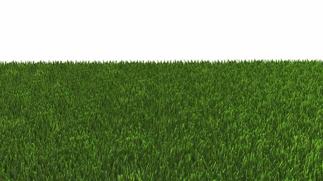 Wide shot of a green meadow, the grass moves slightly in the wind. 3D rendered. Isolated in alpha channel.