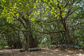 Banyan tree, Big, huge, giant, This is one of the oldest and largest banyan tree in Maharashtra, India. with sprawling branches and exposed roots, Age, maturity, influence, strength concept.