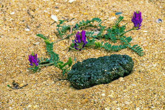 A piece of styrofoam floated in the sea and soaked in petroleum products. Contaminated synthetic foam washed up on the beach by the sea. Plastic pollution. Tragacanth (Astragalus) blooms