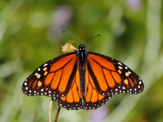 Monarch Butterfly - Danaus plexippus. Perched on a dry plant. Oeiras, Portugal. Shallow selective focus for effect. Copy space..