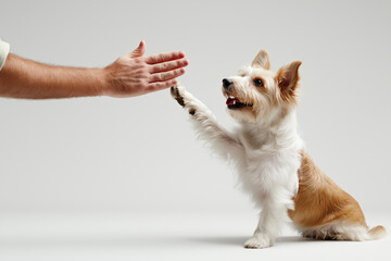 Small dog giving a high five to a person, showing obedience and training