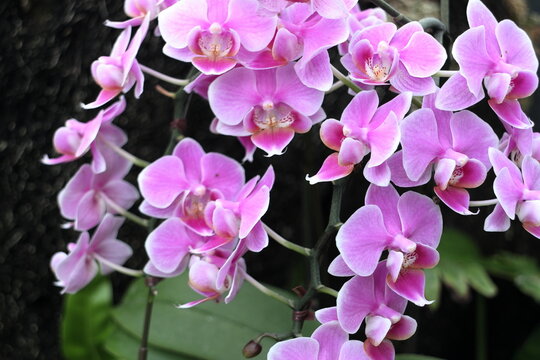 胡蝶蘭の花