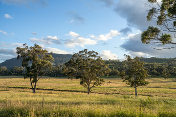 gum tree forest growing cows on Lush Green Pasture. Regenerative Sustainable Australian Agriculture, Scenic Australian Farm Landscape with Eucalyptus Trees on Golden Grasslands farming landscape