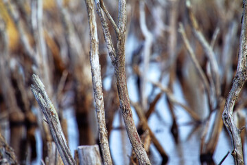 Dead shrubs in a swampy forest, swampland. Dry, ugly trunks stick out of the water. Natural stockade, impenetrable area (neither on foot, nor by boat)