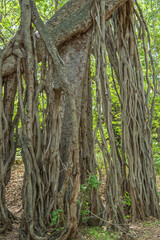 Banyan tree, Big, huge, giant, This is one of the oldest and largest banyan tree in Maharashtra, India. with sprawling branches and exposed roots, Age, maturity, influence, strength concept.