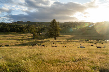 gum tree forest growing cows on Lush Green Pasture. Regenerative Sustainable Australian Agriculture, Scenic Australian Farm Landscape with Eucalyptus Trees on Golden Grasslands farming landscape
