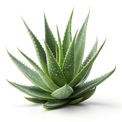 Fototapeta premium Fresh Aloe Vera Plant Isolated on White Background with High Detail Texture