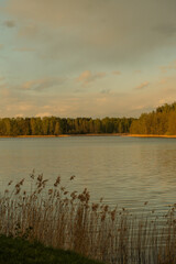 Tranquil golden hour scene featuring a calm lake surrounded by a forest of mixed trees. Reeds in the foreground add depth to the peaceful landscape.
