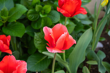 春の花壇に咲く、赤いチューリップ