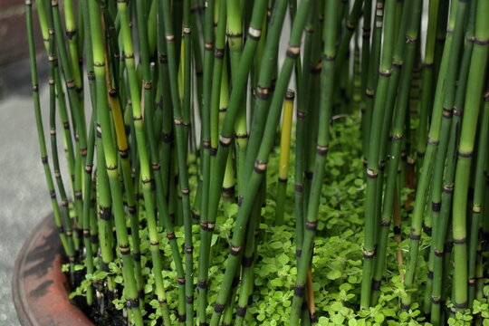 鉢植えのトクサ