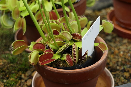 鉢植えのハエトリグサ