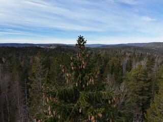 pine trees in the mountains