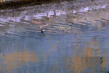 Snake swims on water, movement on camera. Tessellated Water Snake. Natrix tessellata