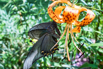 Magnificent butterflies. Alpine Black Swallowtail (Papilio Maackii) feeding on tiger lily (Lilium lancifolium). Primorsky Krai. The coast of the Sea of Japan