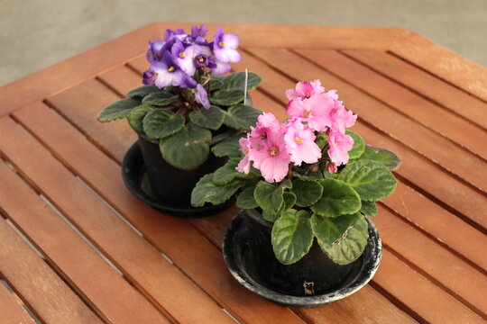 木製テーブルに置かれた鉢植えの花