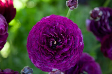 Close-up of Purple Rose