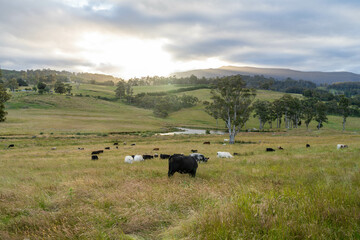 wagyu angus cows Mixed Herd of Healthy Beef Cattle Grazing on Lush Green Pasture. Regenerative...