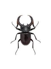 Giant stag beetle Cyclommatus epahus from Indonesia isolated on white. Lucanidae. Collection beetles. Entomology. Coleoptera.