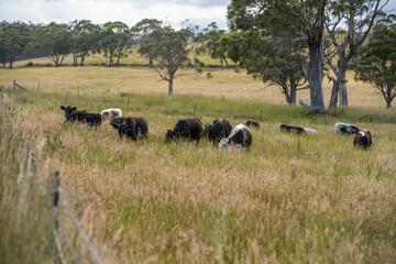 herd of cows in a field grazing on green lush pasture. Expansive Australian Farm Landscape with a dam, Trees, and Distant Grazing Livestock. Rural Agriculture and Sustainable Land Management australia