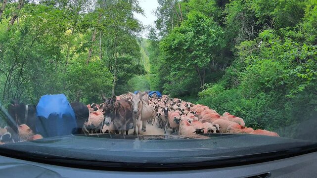 Flock of sheep on a countryside road. Hundreds of sheep while climbing up on a mountain for summer. transhumance concept 4k video, view inside a car. sheep farming animals