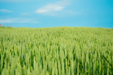 Expansive field of wheat swaying gently in the breeze under a bright blue sky, showcasing nature's beauty in a rural area