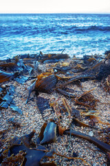 Algae floatsam in the supralithoral of Sea of Japan, sandy shell beach. Japan sea tangle (Laminaria japonica), Red blanket Rhodophyceae, Alaria esculenta, bladderwrack (Fucaceae). Russian Far East