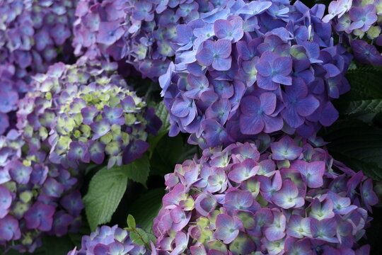 紫陽花の花