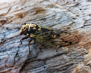 Mountain cicada (Cicadetta montana, male) (Cicadidae, Hemiptera) on slopes of seaside forest hills. Sakhalin, Far eastern population. Shrilling was venerated by ancient Greeks, but detested by Virgil