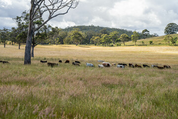 wagyu angus cows Mixed Herd of Healthy Beef Cattle Grazing on Lush Green Pasture. Regenerative...