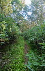 A traveler walks by path through grassy high-grass meadows on the Shore of the Sea of Japan. Sasa kurilensis, phone bamboo,