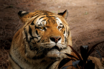 Close-up portrait of a Bengal tiger (Panthera tigris tigris) resting in the shade. Known for its striking stripes and powerful build, this subspecies is native to the Indian subcontinent.