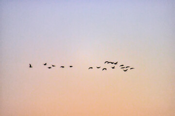 Flocks of migratory birds. Spring migration. Ducks and geese on the background of the dawn sky