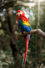 A vibrant scarlet macaw perched on a tree branch, showcasing its striking red, yellow, and blue plumage in a tropical forest environment.