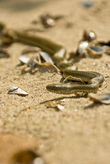 Aesculapian snake (Zamenis longissimus, Elaphe longissima) on sand-clay cliffs of Dnieper-Bug estuary. Northern Black Sea coast, steppe zone. Snake from emblem of medicine. Selective focus