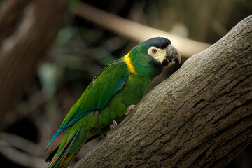Close-up of a Nanday parakeet (Aratinga nenday) perched on a tree branch, showing its vibrant green plumage, yellow collar, and black head in natural forest light.