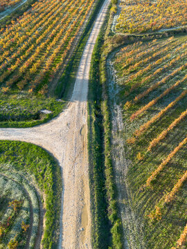 Vineyard geometry from above in La Rioja, Spain, autumn patterns and winding road forming seasonal rural landscape in aerial perspective