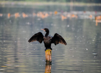 A black cormorant perches on a wooden post, spreading its wings to dry.