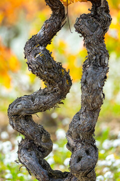 Close-up of twisted vine trunk in La Rioja, Spain, organic shape and autumn colors highlighting texture and traditional wine-growing detail
