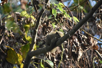 A squirrel perches on a tree branch, surrounded by green and brown foliage.