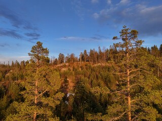 Fototapeta premium autumn forest in the mountains