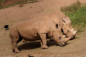 Fototapeta premium White rhinoceros (Ceratotherium simum) grazing on grass. Large herbivorous mammal native to Africa, recognized by its broad mouth and two prominent horns.