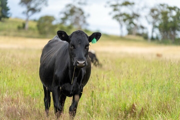 wagyu angus cows Mixed Herd of Healthy Beef Cattle Grazing on Lush Green Pasture. Regenerative...