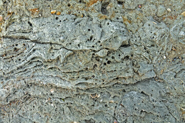 Palaeontology. Old dense clay on shore of marine lagoon. Layered structure gives idea of petrification process, almost petrified remains, fossils. Clam shells between layers, iloivorous worms forms