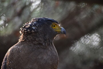 A close-up of an Eagle with piercing yellow eyes.