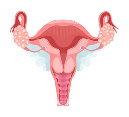 Healthy female reproductive system. Female reproductive system, female reproductive organs. Organs of the uterus: cervix, ovary, fallopian tube.