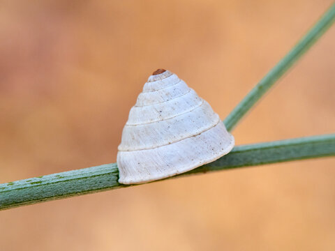 Trochoidea elegans is a species of European air-breathing land snail, a terrestrial pulmonate gastropod mollusk in the family Geomitridae