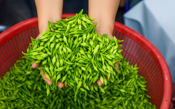 Verde Tradici&oacute;n &ndash; Loroco Fresco Recogido en Tierra Salvadore&ntilde;a